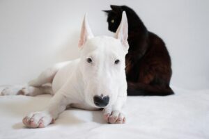 犬猫を飼うことで恋愛が遠のく？相談とおすすめの比較はここで！