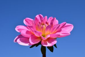 恋愛が終わる時の事例はどんなものがある？